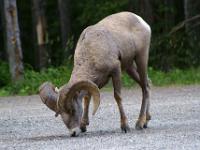 Dickhonschaf Männchen - Banff NP